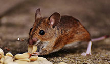24 Hour & Emergency Exterminators in Pinedale, CA